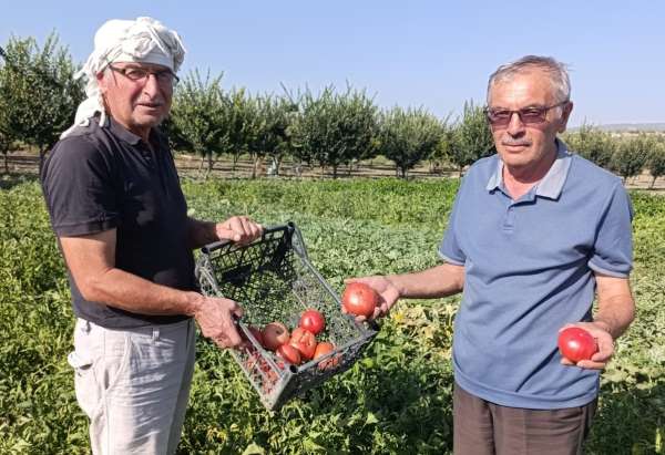 Gördes'te ata tohumlu domateslere yoğun ilgi