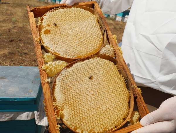 NÖHÜ'nün arı kovanlarından 2 ton bal elde edildi