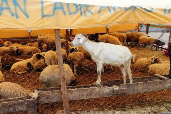 Samsun'da 492 bin ton hayvansal üretim planlanıyor