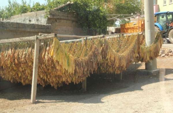 Siirt'te tütün hasadı başladı