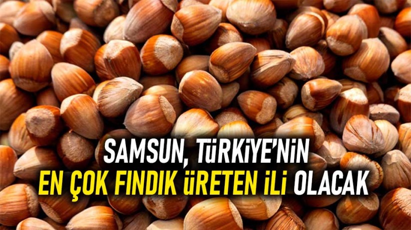 Samsun, Türkiye'nin en çok fındık üreten ili olacak