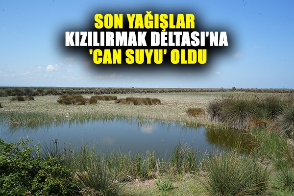 Son yağışlar Kızılırmak Deltası'na 'can suyu' oldu