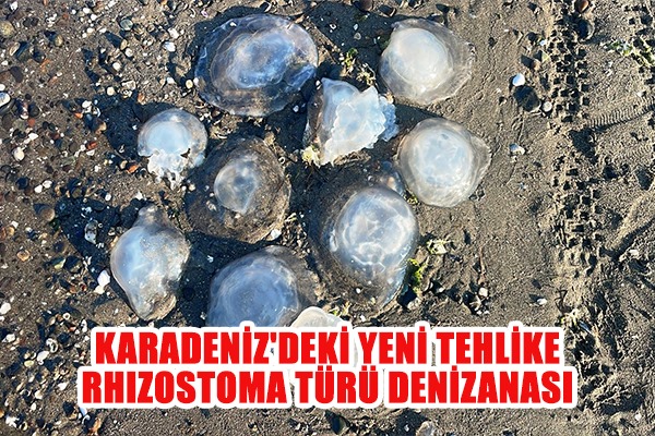 Karadeniz'deki yeni tehlike: Rhizostoma türü denizanası