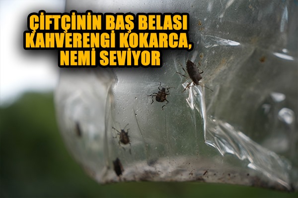 Çiftçinin baş belası kahverengi kokarca, nemi seviyor