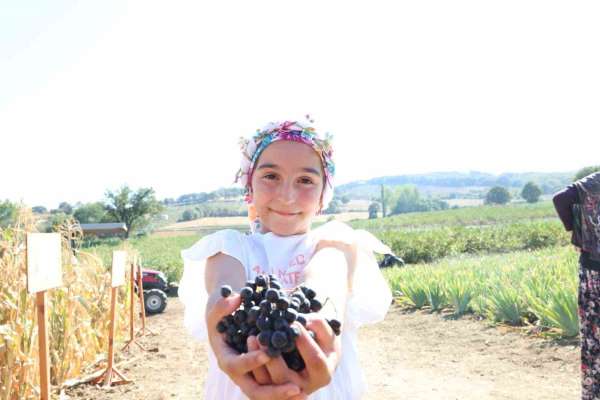 Aronya yetiştiriciliğinde Türkiye 3'üncüsü olan Çanakkale'de ilk hasat gerçekleştirildi