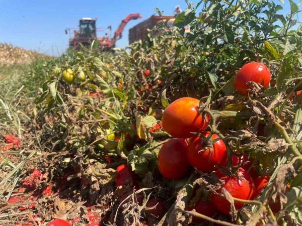 Ekim alanı daralan domateste fiyatlar çiftçi lehine 3'e katladı