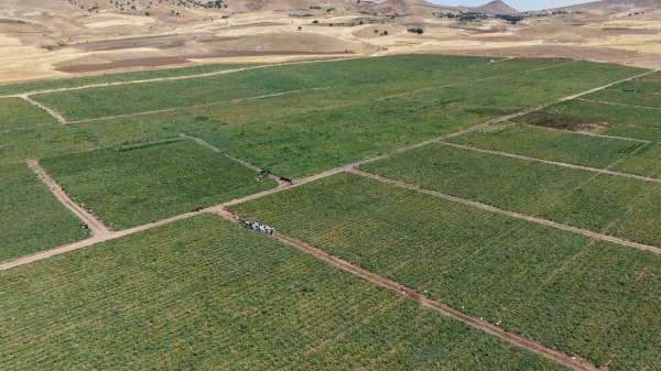 İki bin dönüme domates eken üretici: 'Dışarıda 25 liraya alacağınıza tarladan 8 liraya alın'