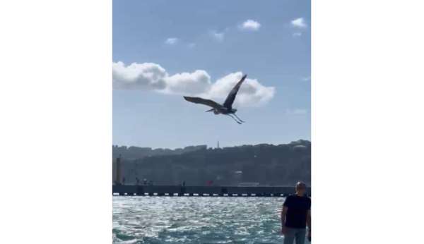 Balıkçıl kuşu vatandaşların ilgi odağı oldu