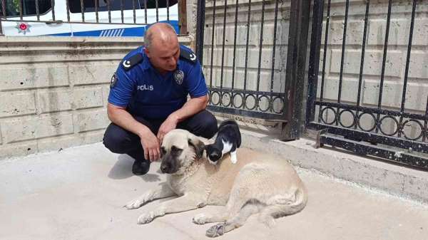 Köpeği annesi sanan kedi