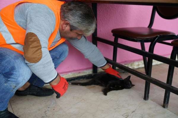 Hasta kedinin imdadına Terme Belediyesi yetişti 