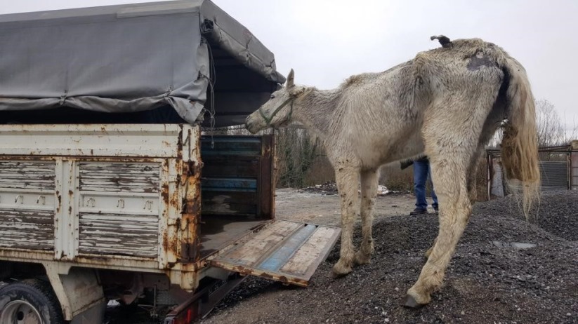 Samsun'da kaçak avcılara ve hayvanlara kötü davrananlara ceza yağdı