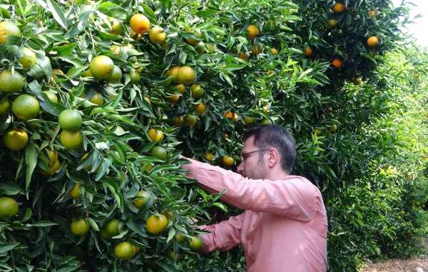 Mandalinada bu yıl verim yüksek, fiyat ucuz