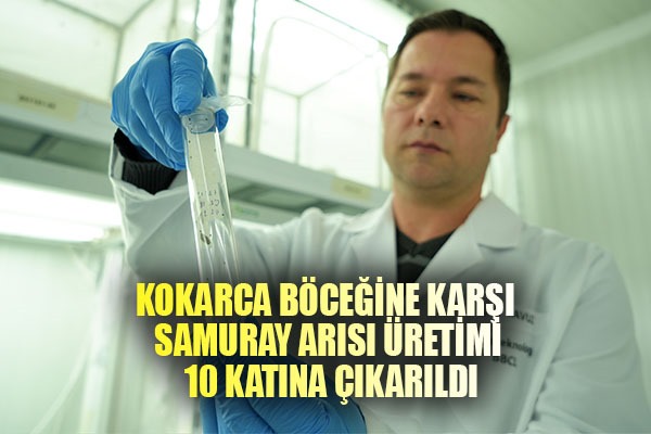 Kokarca istilasına karşı samuray arısı üretimi 10 katına çıkarıldı