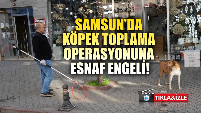 Başıboş sokak köpekleri toplanarak barınağa götürüldü