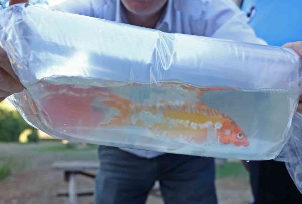 Tayland'tan süs balıkları, Tokat'tan horoz, İstanbul'dan kalkan balığı