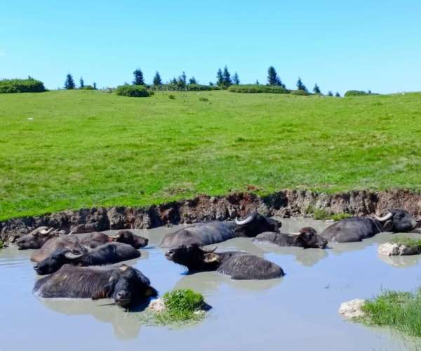 Giresun'a manda yetiştiriciliği kazandırmaya devam ediyor