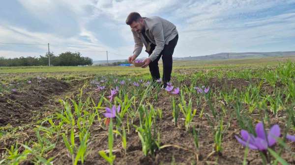 Bu baharatın kilosu 600 bin TL: Topraktan servet fışkırıyor