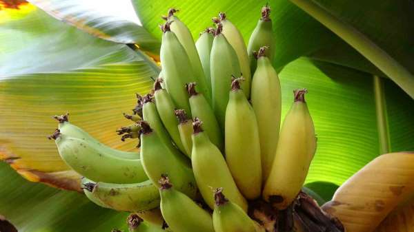 Karadeniz'de muz ve mango yetişiyor