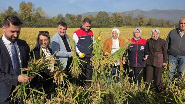 Konuralp pirincinde 'damlama sulama' bereketi