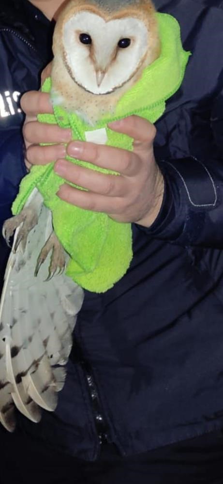 Samsun'da polis yolda bulduğu yaralı baykuşu kurtardı