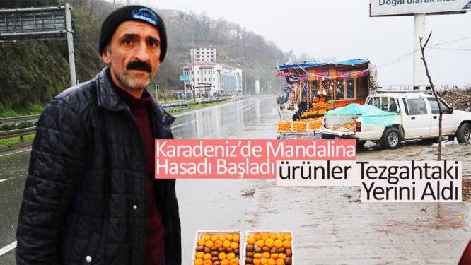 Mandalina Hasadı Başladı