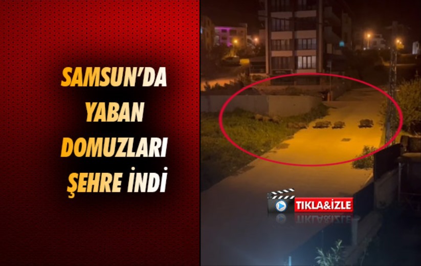 Samsun'da yaban domuzları şehre indi