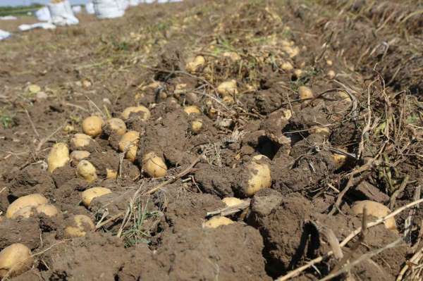 Konya Şeker'den üreticilere patates bedeli ödemesi