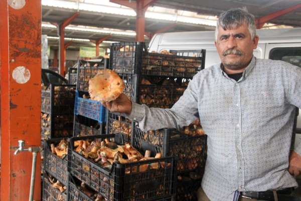 Bayramiç'te kanlıca mantarı köylünün gelir kapısı oldu