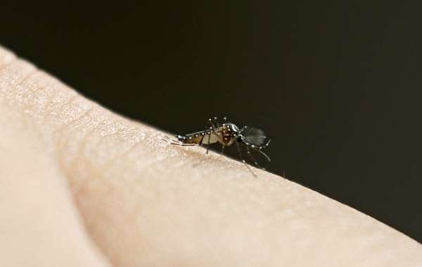 ABD'de sivrisinekler ölümcül virüs taşıyor 