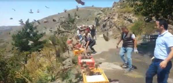 Ordu'da bin kınalı keklik doğaya salındı