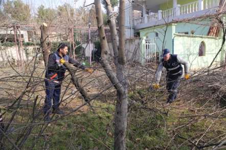 Siirt'te ağaç budama çalışmaları başladı