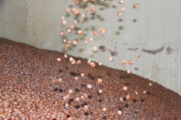 Düzce'den Avrupa'ya dört ayda 3 bin 483 ton fındık ihraç edildi