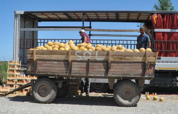 Bafra Ovası'nda kavun hasadına başlandı