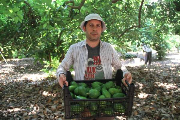 Alanya'da hasadı başlanan avokadoda hedef 50 milyon adet 
