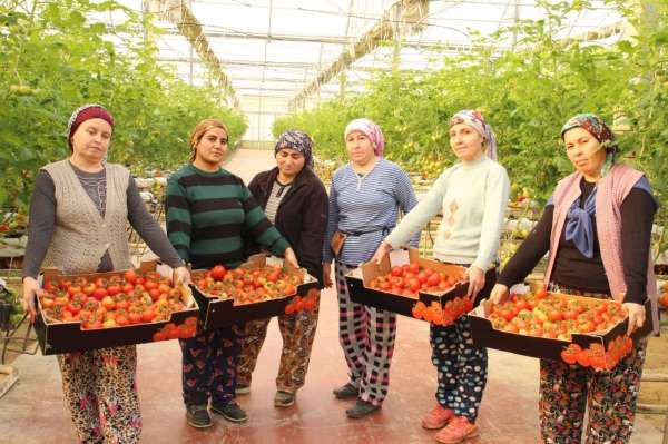 Topraksız tarımla üretilen domatesler ihracatın gözdesi oldu - Denizli haber
