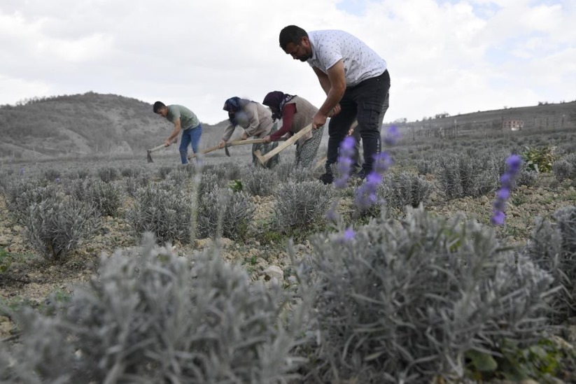 Samsun'da tıbbi aromatik bitki üretimi artıyor