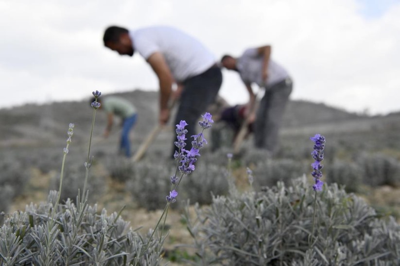 Samsun'da tıbbi aromatik bitki üretimi artıyor