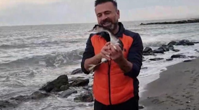 Samsun'da talihsiz karabatak köpekten kaçtı, balıkçı ağlarından kaçamadı