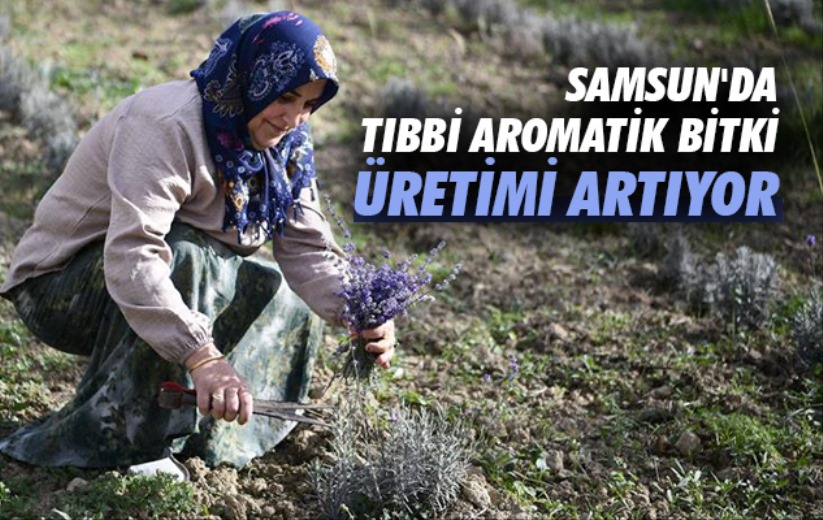 Samsun'da tıbbi aromatik bitki üretimi artıyor