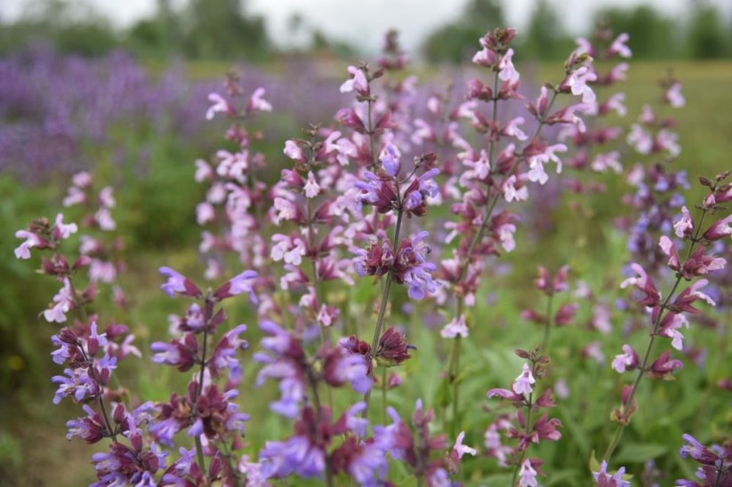 Samsun'da tıbbi aromatik bitki üretimi artıyor