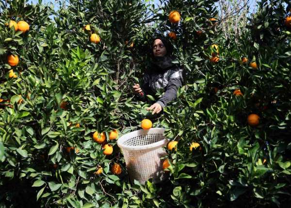 Adana'da yetişen portakallar dünyanın dört bir yanına ihraç ediliyor