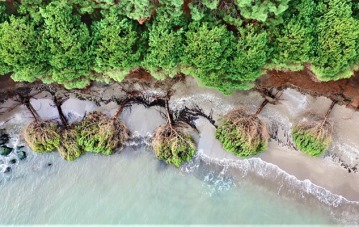 Samsun'da kıyı erozyonu: Hırçın Karadeniz ağaçları söktü