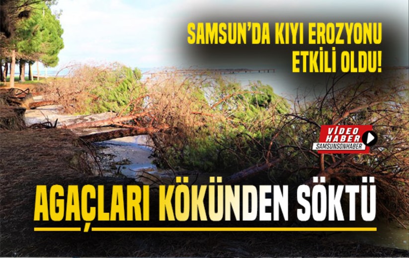 Samsun'da kıyı erozyonu: Hırçın Karadeniz ağaçları söktü