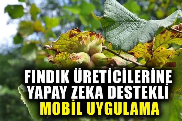 Fındık üreticilerine yapay zeka destekli mobil uygulama