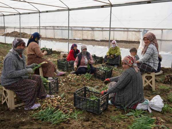 Doğu illeri karla mücadele ederken Iğdır'da seralarda üretim yapılıyor