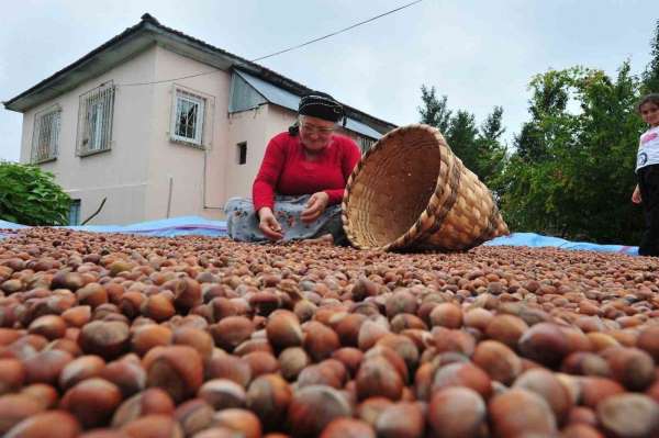 Düzce'den AB ülkelerine 5 bin 422 ton fındık ihraç edildi