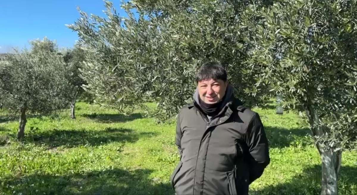 Türkiye'de soğuk hava zeytin üreticilerini sevindirdi