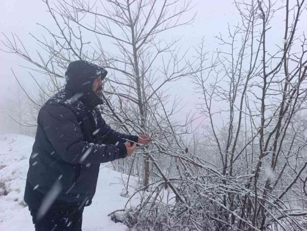 Kar altında kalan fındık bahçeleri, üreticileri tedirgin ediyor