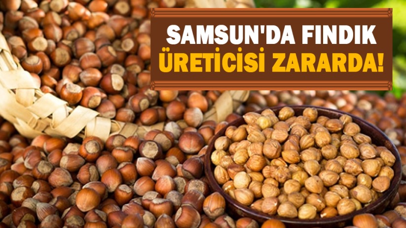 Samsun'da fındık üreticisi zararda!