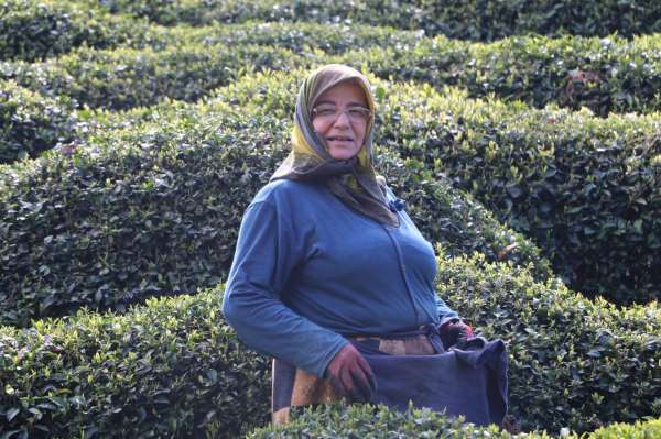 Rize'de yaklaşan yaş çay sezonu öncesi çay bahçelerinde hazırlıklar başladı